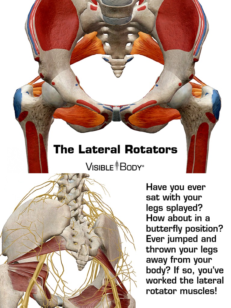 Understanding Lateral Rotator Muscles | PDF | Musculoskeletal System ...