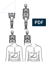 Esqueleto y Digestivo
