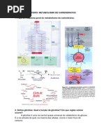 Roteiro - Metabolismo de Carboidratos