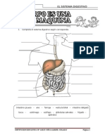 Completa El Sistema Digestivo Según Corresponda