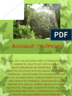 Bosque Trópical 02 Correcta