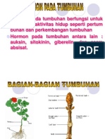 1.1.2 Hormon Pada Tumbuhan