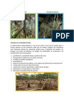 Peligro de La Deforestacion PDF