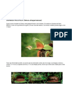 Manual Dionaea