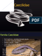Familia Caecilidae