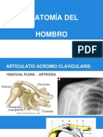Hombro Anatomia