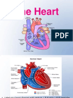 The Heart: Youtube - Heart Anatomy - Webloc