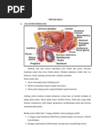 Makalah Hipospadia