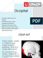 Hueso Occipital: Función, Descripción y Partes