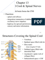 The Spinal Cord & Spinal Nerves: - Together With Brain Forms The CNS - Functions