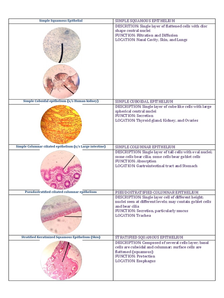 Different Types of Tissue PDF Epithelium Connective Tissue