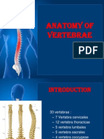 Anatomi Spine