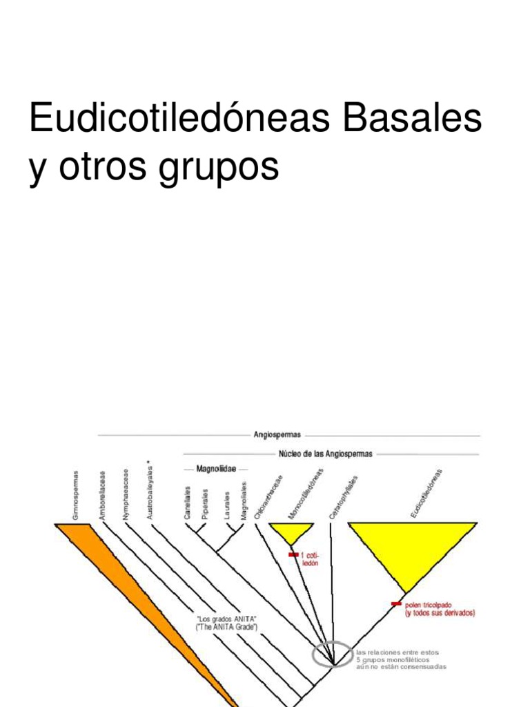 Grupos line
