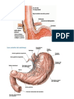 Anatomia