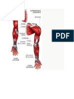 Musculos de Las Extremidades Superior E Inferior