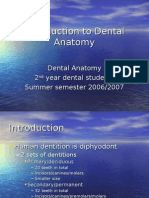 Introduction To Dental Anatomy