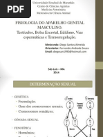 Fisiologia Do Testiculo