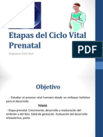 2 Clase Etapas Del Ciclo Vital Prenatal