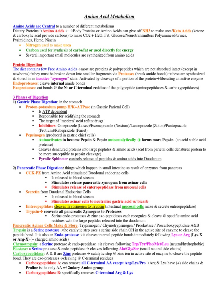 Amino Acid Metabolism Overview | PDF | Transaminase | Trypsin