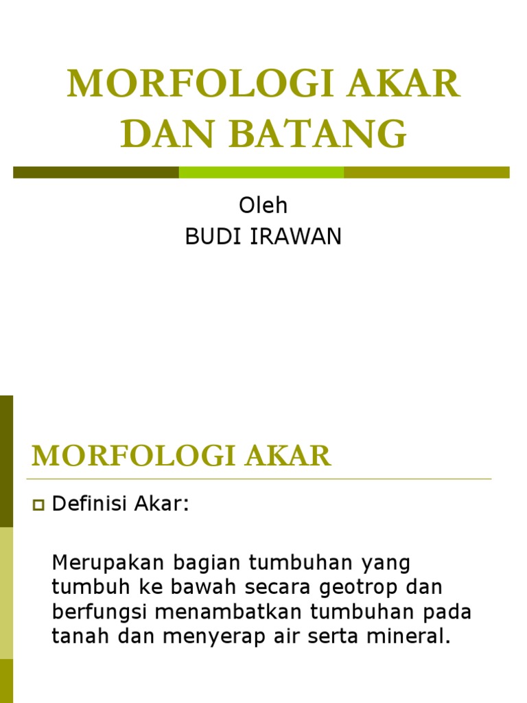 MORFOLOGI AKAR BATANGppt