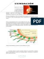 Fecundacion