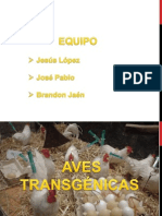 Aves Transgenicas