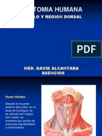 Anatomia Del Cuello Mayo 2014