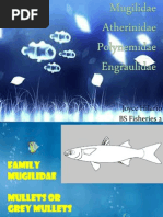 Animal Crossing New Horizons Pdf Fish Fish And Humans