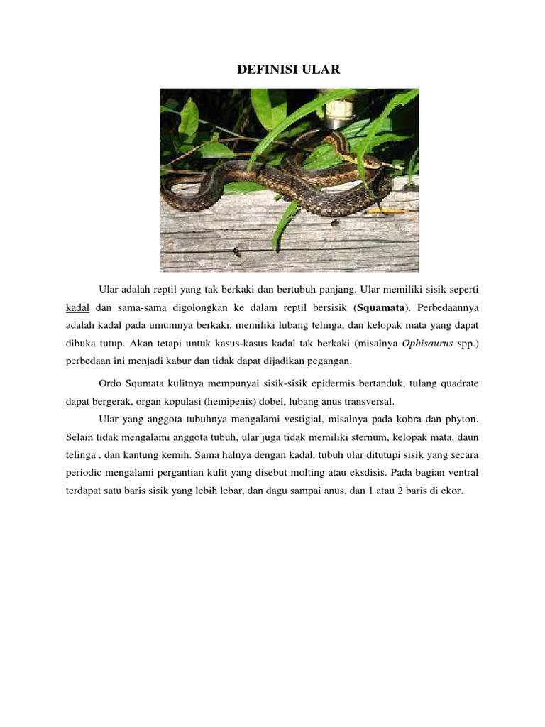 Xotin slut Dick sperma bachadon