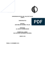 Ligamentos Occipito Atlanto Axiales