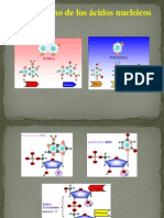 Metabolism Acid Nucl 2014