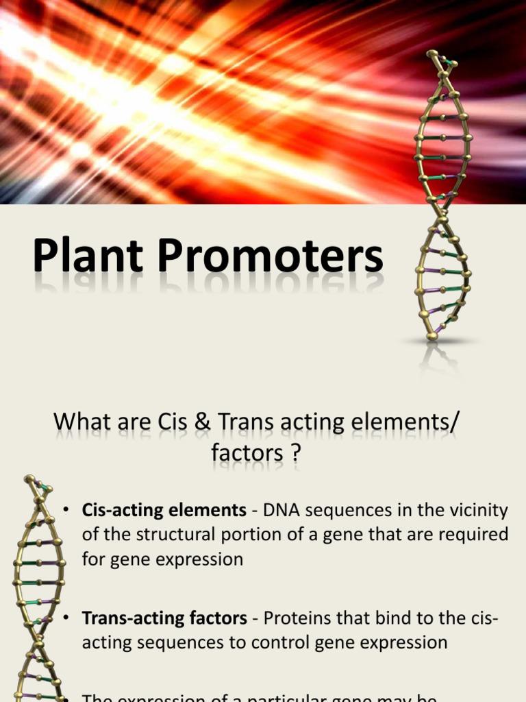 Plant Promoters Promoter Gene Expression
