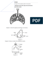 C1 Respiratory System Worksheet