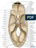 Cranial Base Interior Surface Foramen Skull Base Medical512