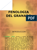 Fenologia Del Granado