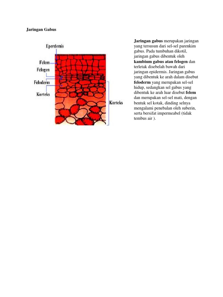 Jaringan Gabus | PDF