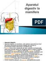 Aparatul Digestiv La Mamifere