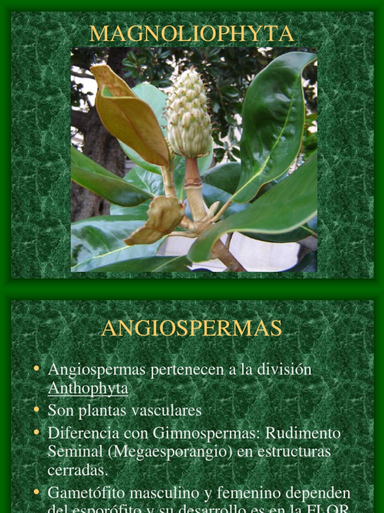 Angiospermas: Características y Clasificación | PDF | Hoja ...