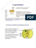 La Germinación