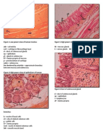 Histology of The Respiratory System