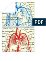 Anatomia