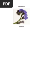 No Me Olvides - Sienna Anderson