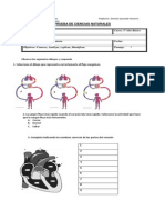 Evaluacion Parcial Ciencias Naturales 5to