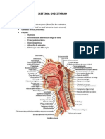 Sistema Digestório