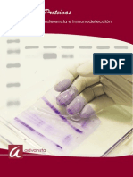 Analisis de Proteinas: Electroforesis, Transferencia e Inmunoprecipitación
