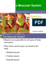 Chapter 6 - Muscular System