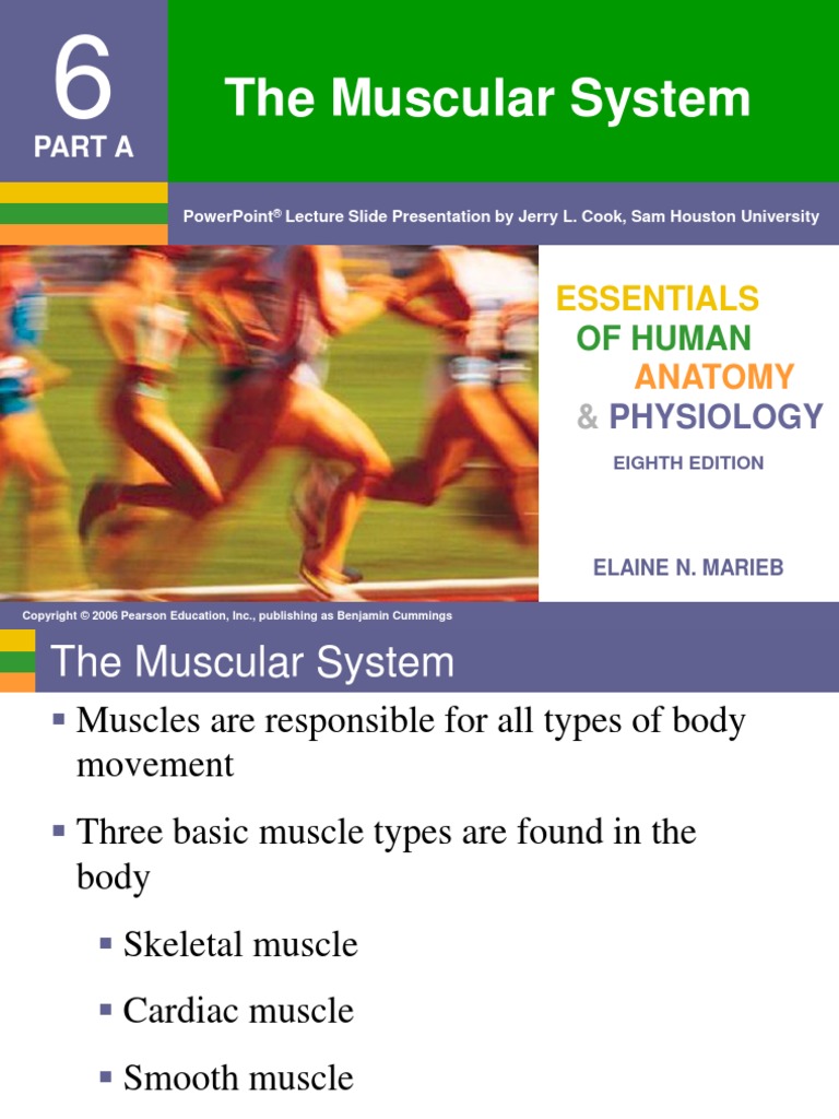 Chapter 6 - Muscular System | Skeletal Muscle | Muscle Contraction