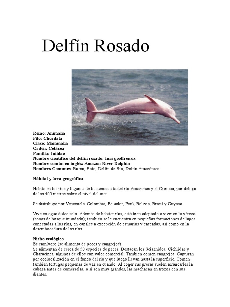 La expedición marítima del R/V Falkor revela una asombrosa biodiversidad, image size:768x1024