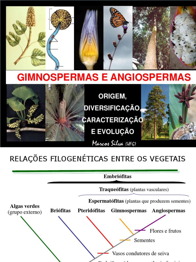 Biologia - Como ler um Cladograma, image size:768x1024