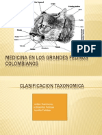 Medicina y Conservacion en Los Grandes Felinos Colombianos